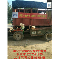 南宁西瓜嫁接苗，广西西瓜嫁接苗