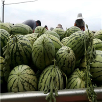葫芦嫁接西瓜