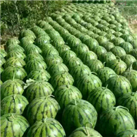 西瓜嫁接苗