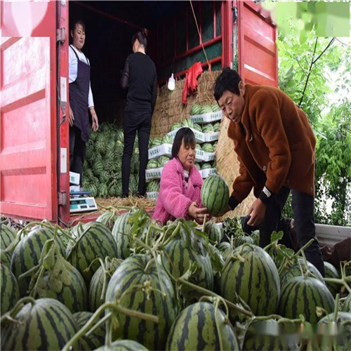 西瓜嫁接的优点与缺点