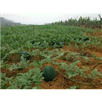 广西西瓜代收中心  广西西瓜代办