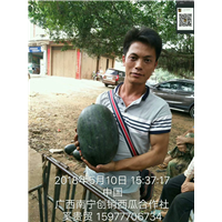 苏圩西瓜代理，吴圩西瓜代理