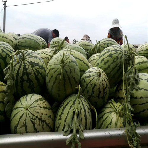 葫芦嫁接西瓜