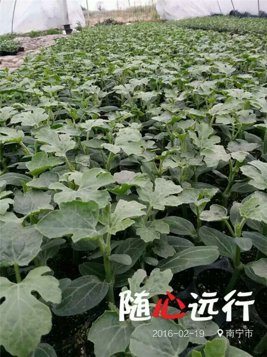 广西西瓜代办，广西西瓜代办中心