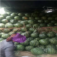 西瓜嫁接苗多少钱一棵