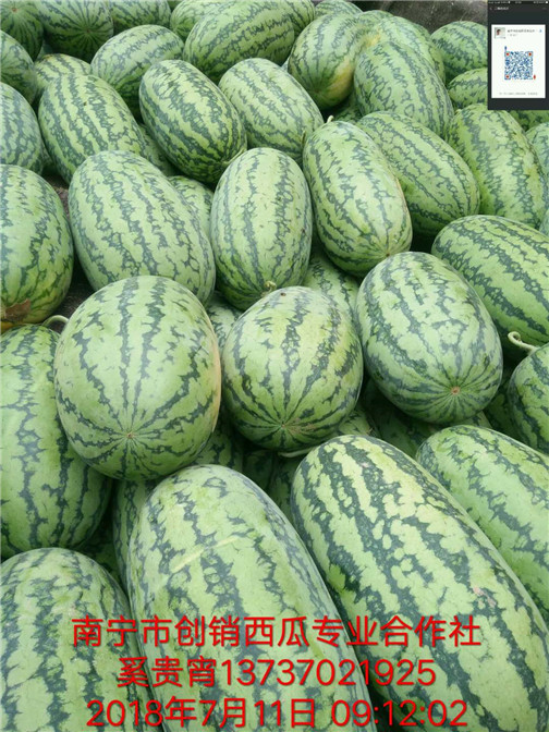 驮卢黑美人西瓜代办，广西西瓜代办基地