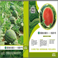 辣椒种子