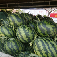 广西西瓜什么时候出来
