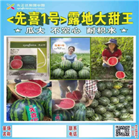 西瓜种子