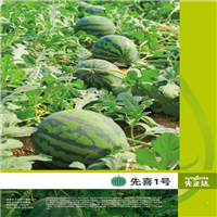 葫芦砧木种子
