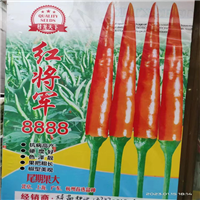 花生南瓜种子