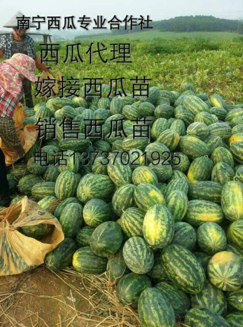 广西西瓜代收  崇左西瓜代办 