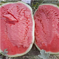 西瓜嫁接苗