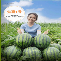 苦瓜种子