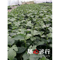 广西西瓜代办，广西西瓜代办中心