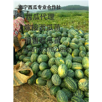 广西西瓜代收  崇左西瓜代办 