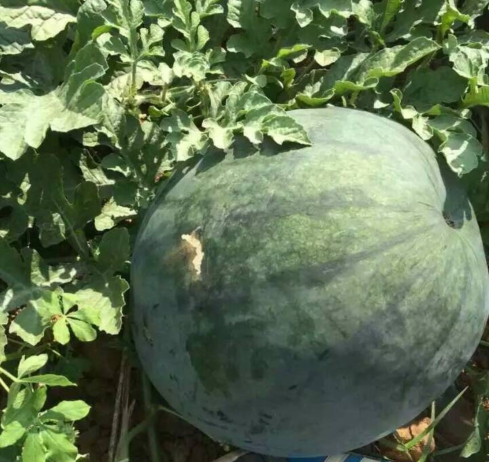 广西西瓜代办  广西西瓜代收中心 