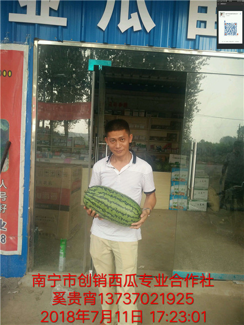 钦州西瓜代办中心，广西西瓜苗