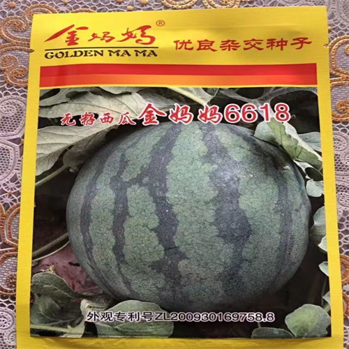 南瓜砧木种子