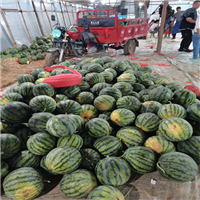 西瓜嫁接用什么苗最好