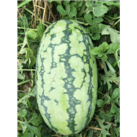 广西黑美人西瓜代办基地，广西西瓜代办