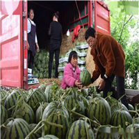 西瓜嫁接的优点与缺点