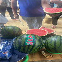 有籽西瓜种子