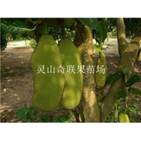 云南批发菠萝苗、云南菠萝苗，云南果苗