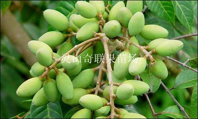 昆明橄榄苗，云南橄榄苗，云南果树苗