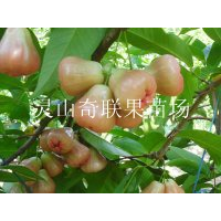 云南有莲雾苗卖吗？云南莲雾苗基地批发