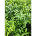 柑橘苗场%沃柑苗种植基地%黄金柑果苗 