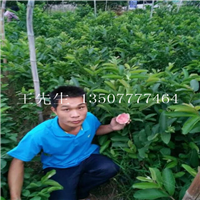 大量供应番石榴苗，优质番石榴苗哪里有？ 