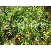 云南黄皮苗价格，云南黄皮苗基地