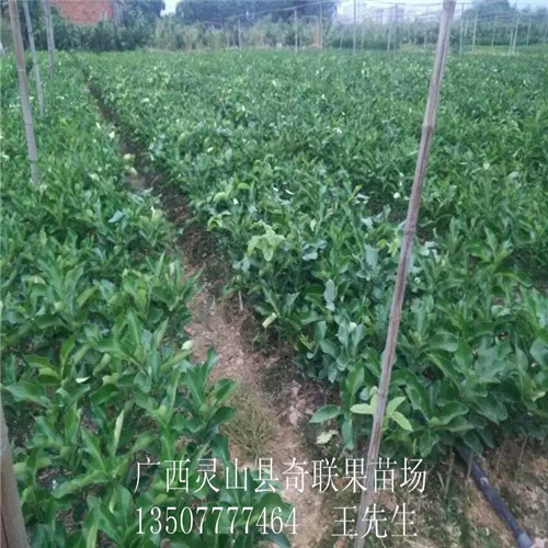 云南果苗基地，云南三红蜜柚苗、大量供应三红蜜柚苗 