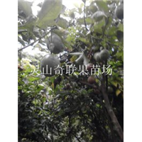 云南百香果（西番莲），昆明百