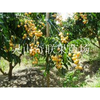 昆明黄皮苗，玉溪黄皮苗，云南果苗基地
