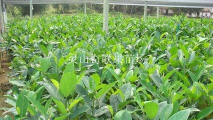 供应菠萝苗，云南菠萝苗，云南菠萝苗价格