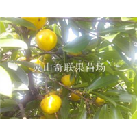批发岭南山竹苗、出售岭南山竹苗