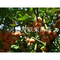 哪里的莲雾苗好？哪里有莲雾苗卖？