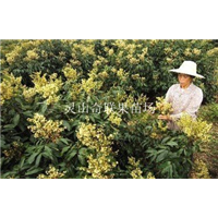 批发荔枝苗、广西荔枝苗、广西果苗批发