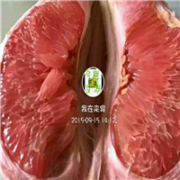 云南出售三红蜜柚苗、昆明三红蜜柚苗价格