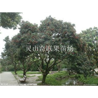 云南荔枝苗基地，云南荔枝苗，云南果苗