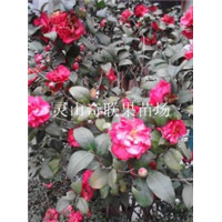 云南茶花基地，云南茶花批发，销售茶花