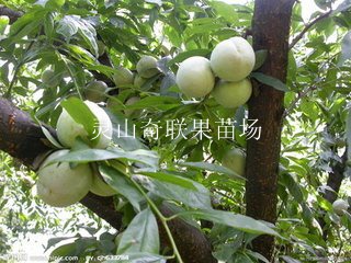 云南三华李苗价格，云南三华李苗基地
