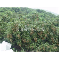 哪里有龙眼苗出售@云南龙眼苗基地