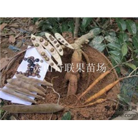 云南牛大力基地、云南牛大力批发
