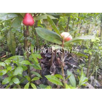 云南出售莲雾苗、云南莲雾苗价格、云南果苗