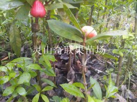 广西果苗基地，广西莲雾苗批发，广西莲雾苗