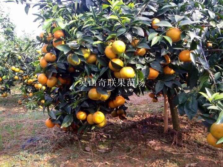 云南沃柑苗基地，云南沃柑苗，销售沃柑苗