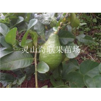云南供应柠檬苗，云南柠檬苗，云南果树苗